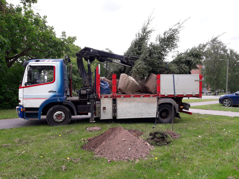 Uued puud valmis istutamiseks