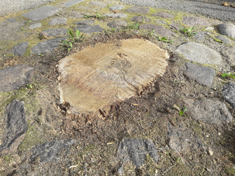 Vana k&auml;nnu saab puhtalt eemaldada ka kividega t&auml;idetud pinnaselt